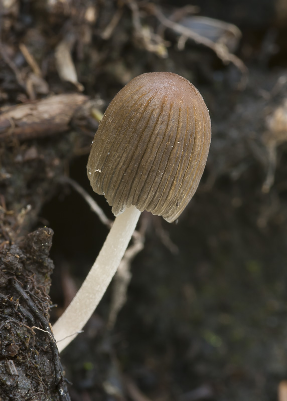 Coprinellus angulatus